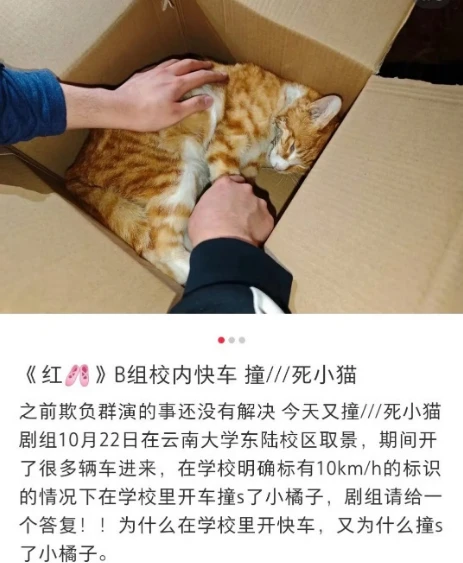 红舞鞋剧组在学校人行道开快车，撞死团宠小猫，作品未播便遭抵制封面图
