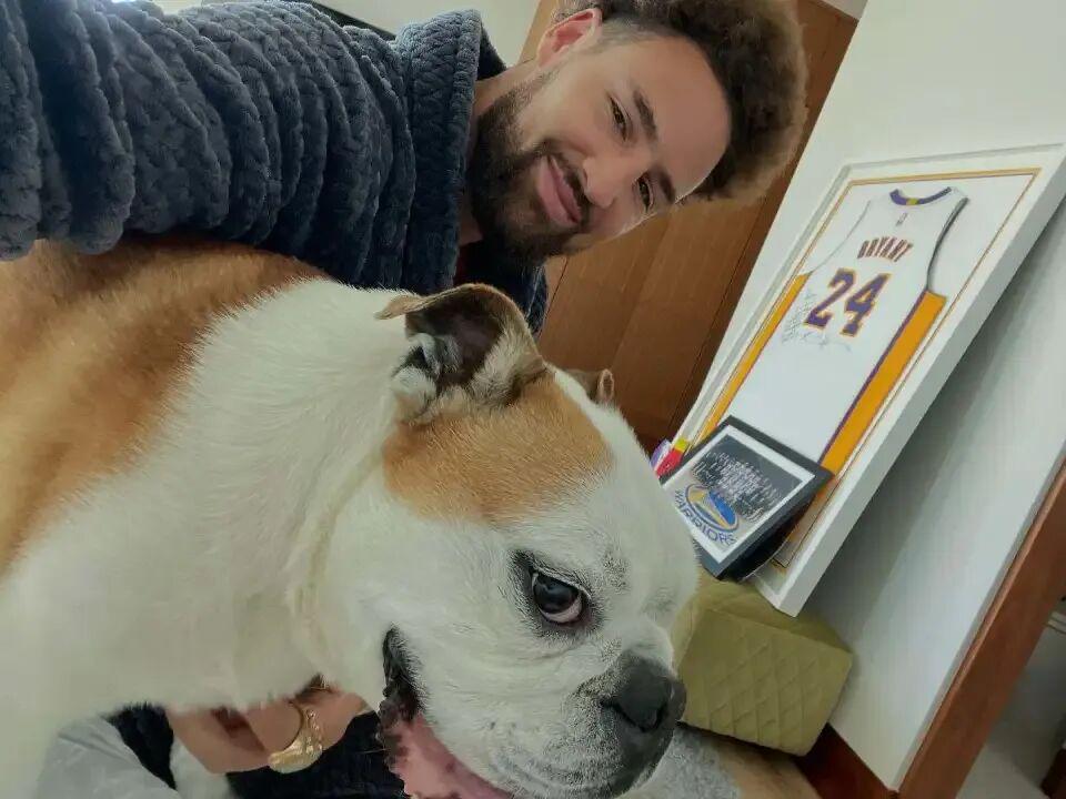 狗也被AI抢饭碗？好莱坞动物演员全下岗，观众直接翻脸了！封面图