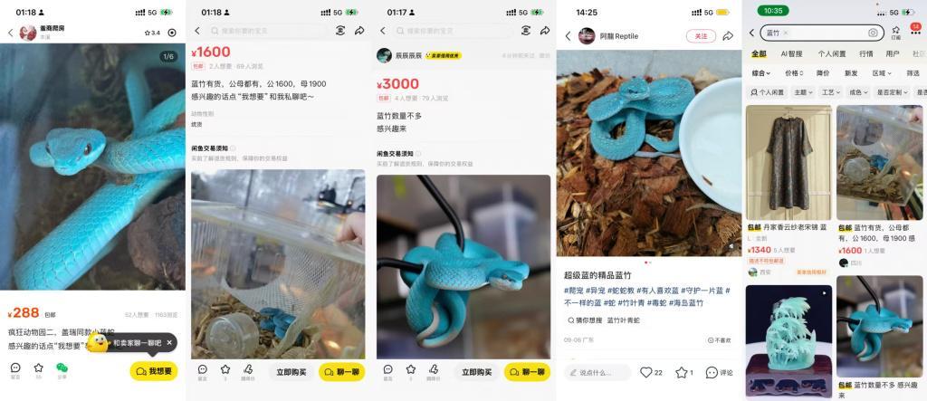 《疯狂动物城2》热播后引发剧毒蛇类热卖，律师称寄售有毒活体或违法封面图