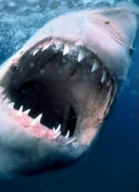 纪录片：海洋捕食者封面图