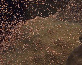 国家地理：大白鲨的长途冒险旅程封面图