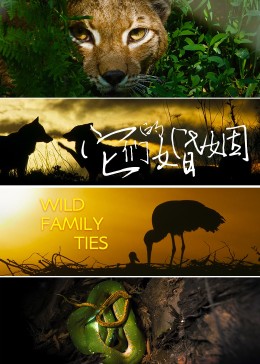 它们的婚姻封面图