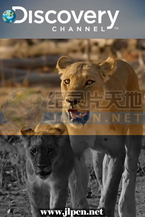 狮群的日与夜封面图