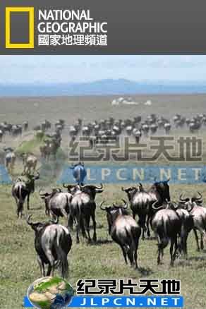 动物大迁徙封面图